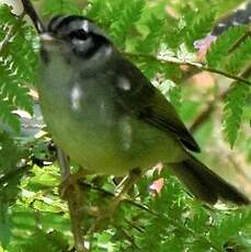 Paruline du Costa Rica