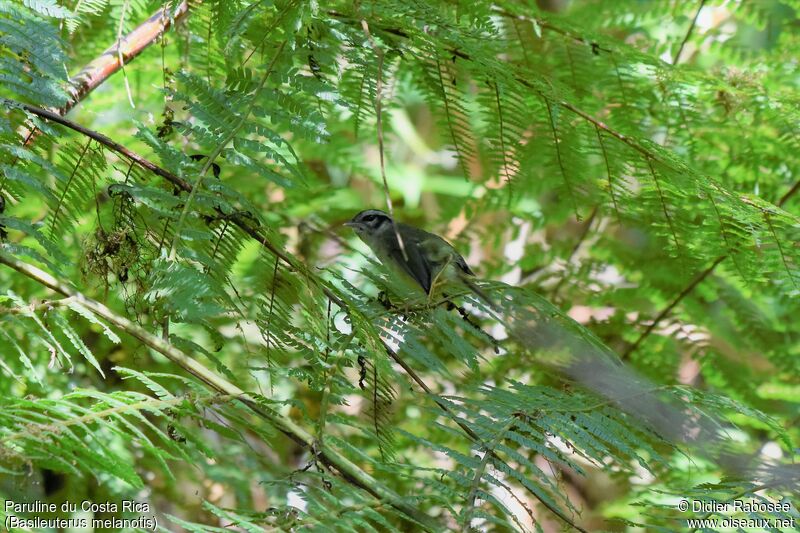 Black-eared Warbler