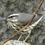 Louisiana Waterthrush