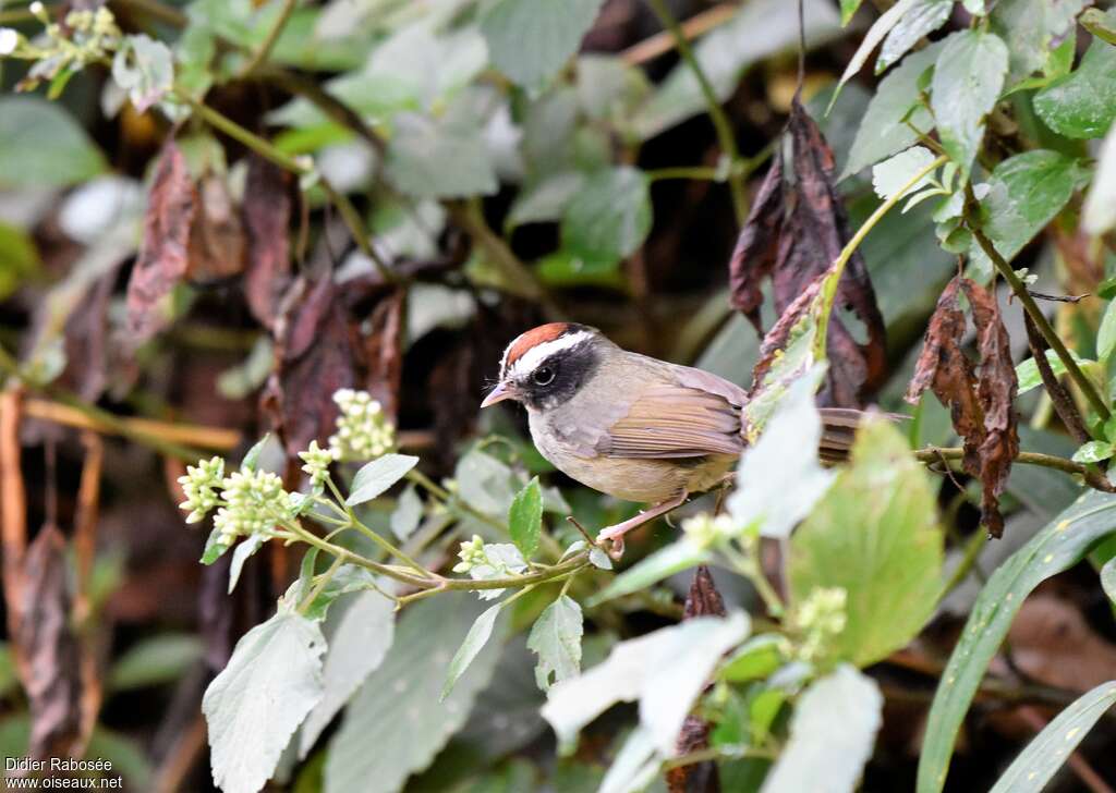 Black-cheeked Warbleradult, habitat, pigmentation