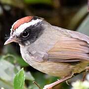 Black-cheeked Warbler