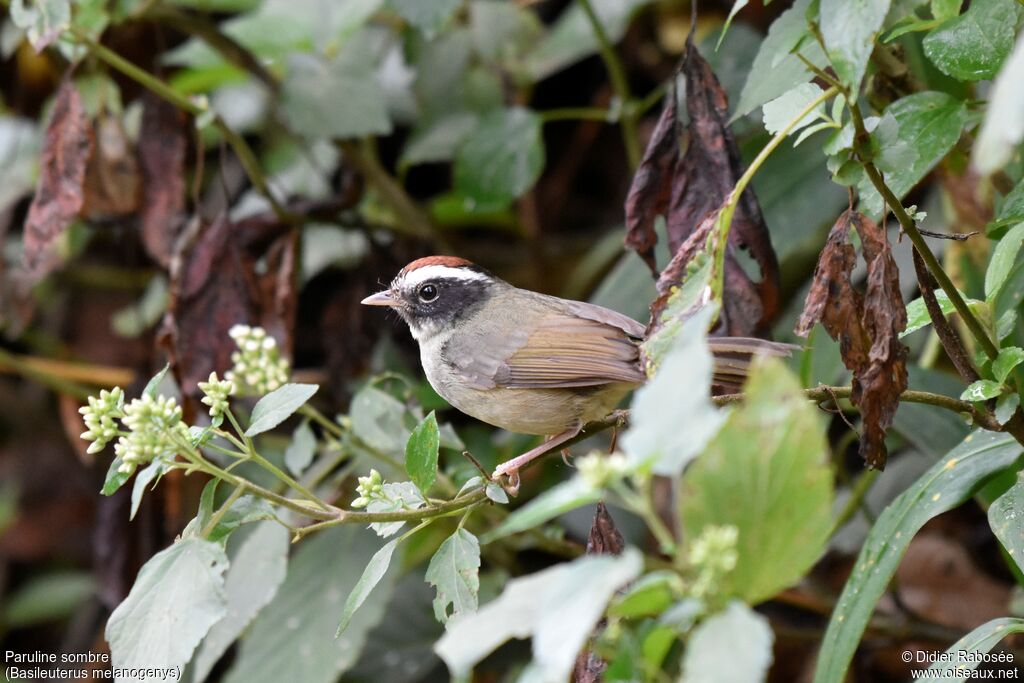 Black-cheeked Warbler