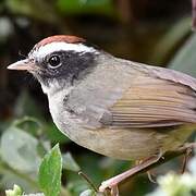 Black-cheeked Warbler