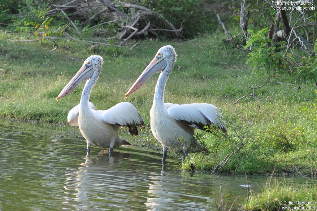 Spot-billed Pelican