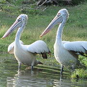 Spot-billed Pelican