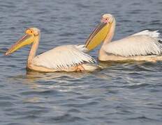 Great White Pelican