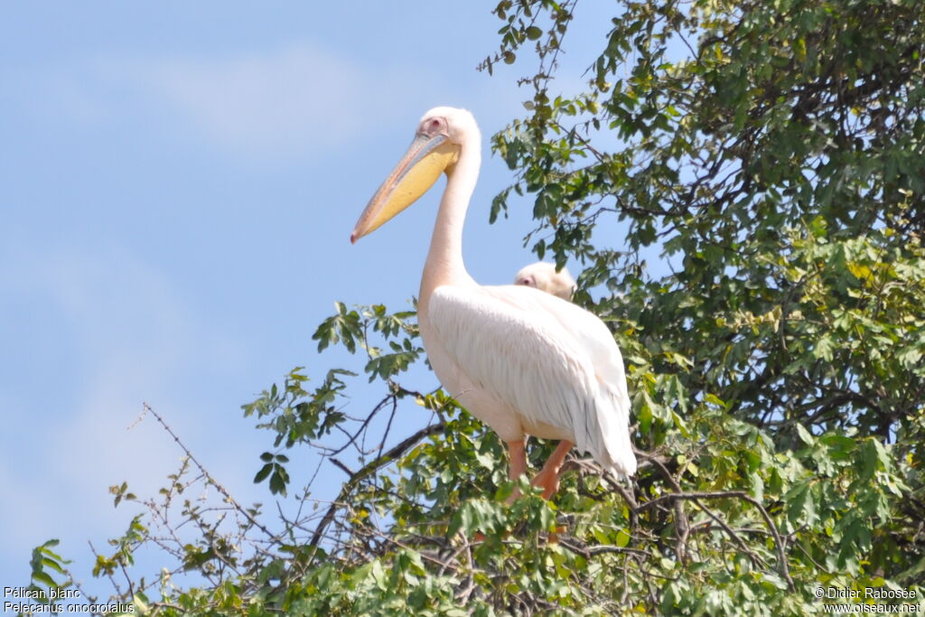 Pélican blanc mâle