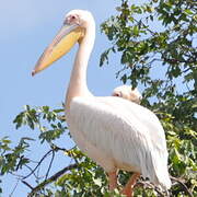 Great White Pelican