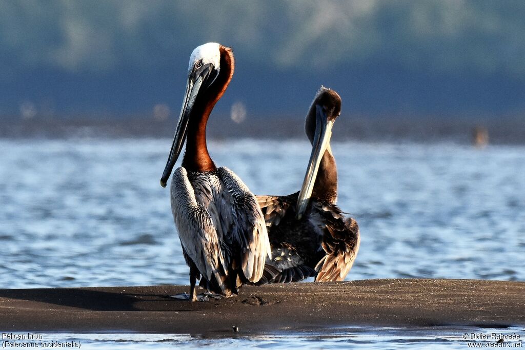 Brown Pelican