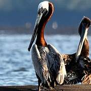 Brown Pelican