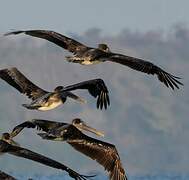 Brown Pelican