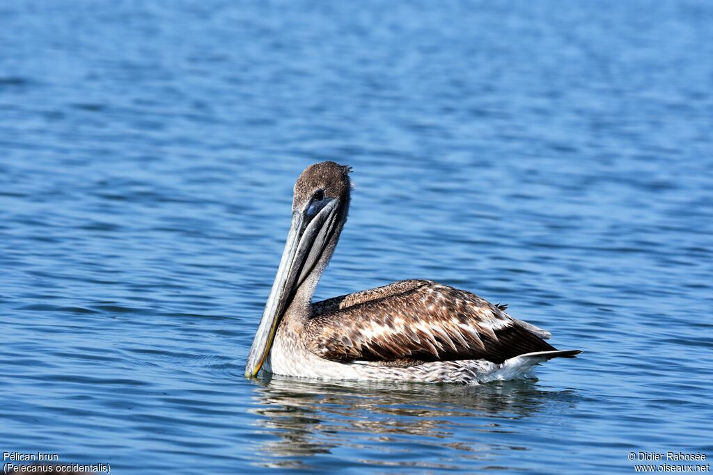 Brown Pelicanjuvenile