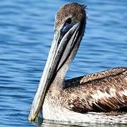 Brown Pelican