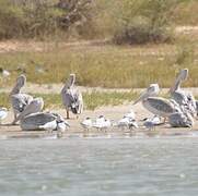 Pink-backed Pelican