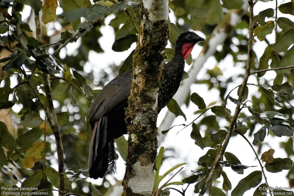 Crested Guan