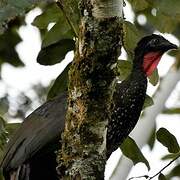 Crested Guan