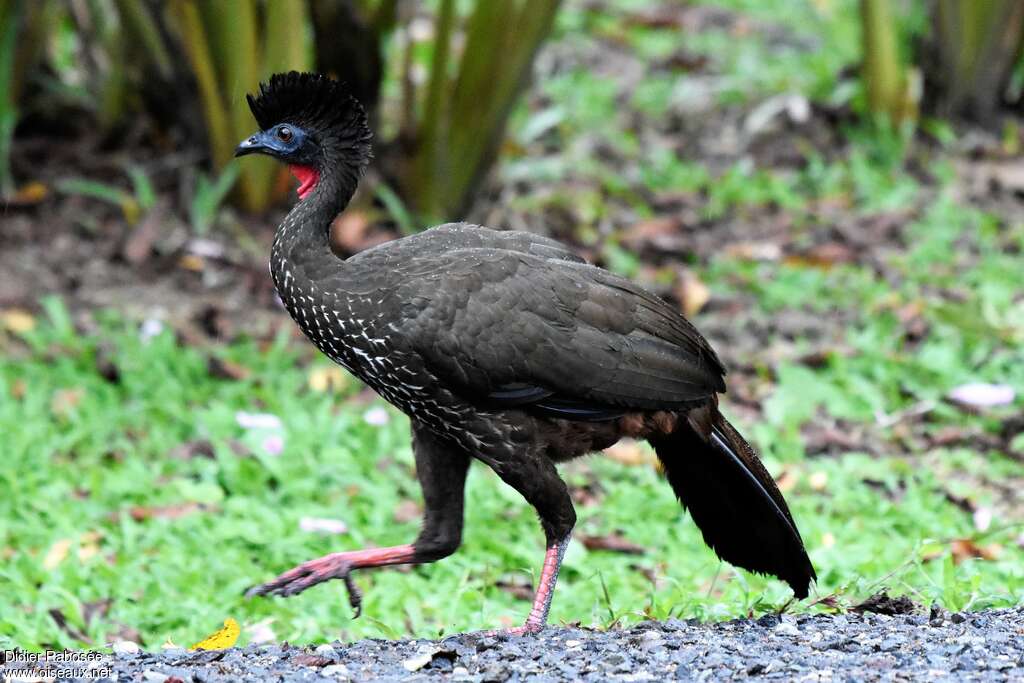 Crested Guan - Penelope purpurascens adult - dira220517