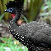 Crested Guan