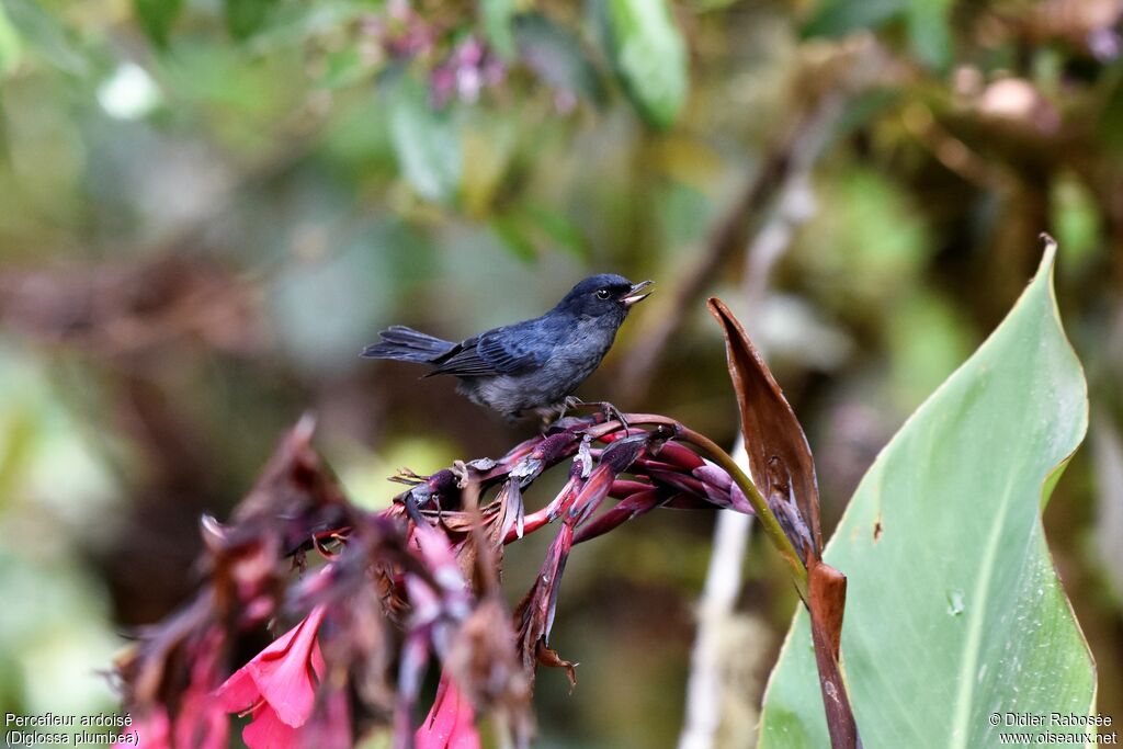 Slaty Flowerpiercer