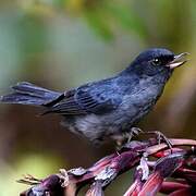 Slaty Flowerpiercer