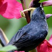 Slaty Flowerpiercer