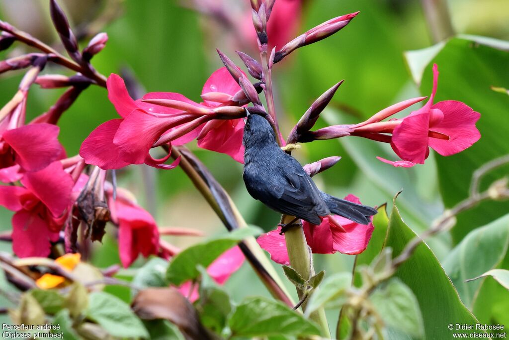 Slaty Flowerpierceradult, drinks