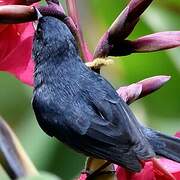 Slaty Flowerpiercer