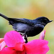 Slaty Flowerpiercer