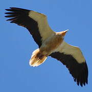 Egyptian Vulture