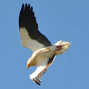 Egyptian Vulture