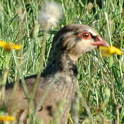 Red-legged Partridge