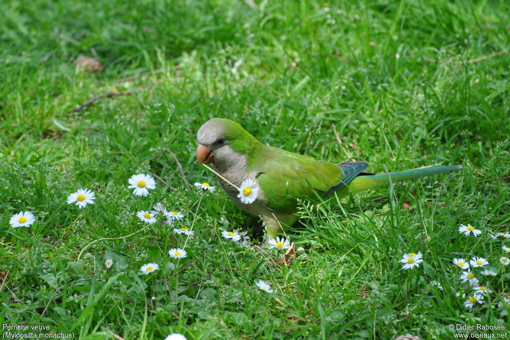 Monk Parakeet