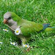 Monk Parakeet