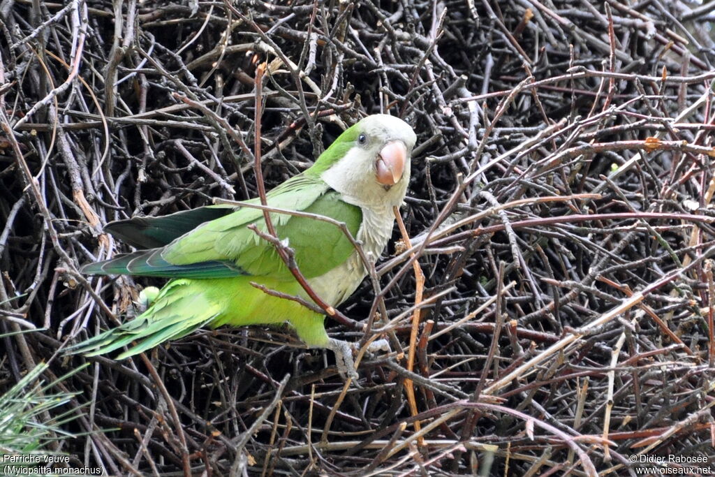 Monk Parakeet