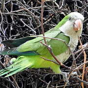 Monk Parakeet