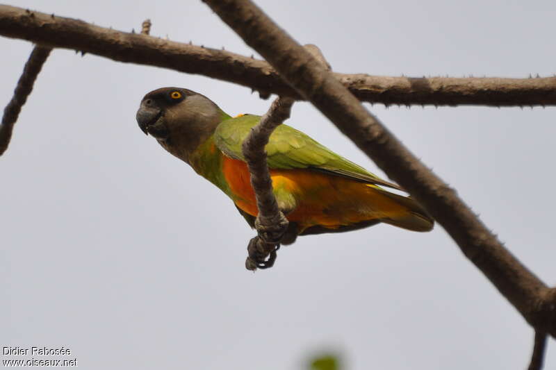 Senegal Parrotadult, identification
