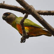 Senegal Parrot