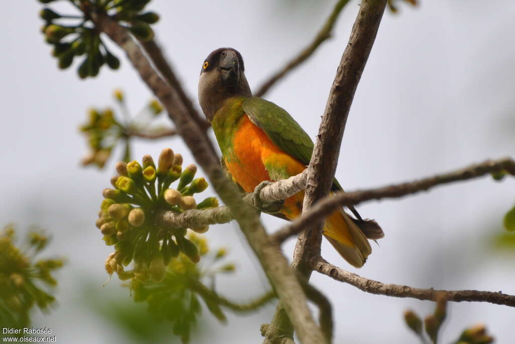 Senegal Parrotadult, identification