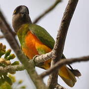 Senegal Parrot