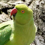 Rose-ringed Parakeet