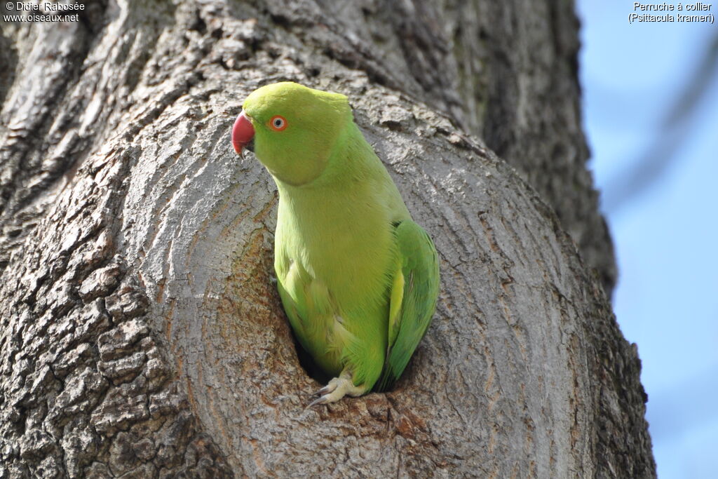 Rose-ringed Parakeet