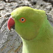 Rose-ringed Parakeet