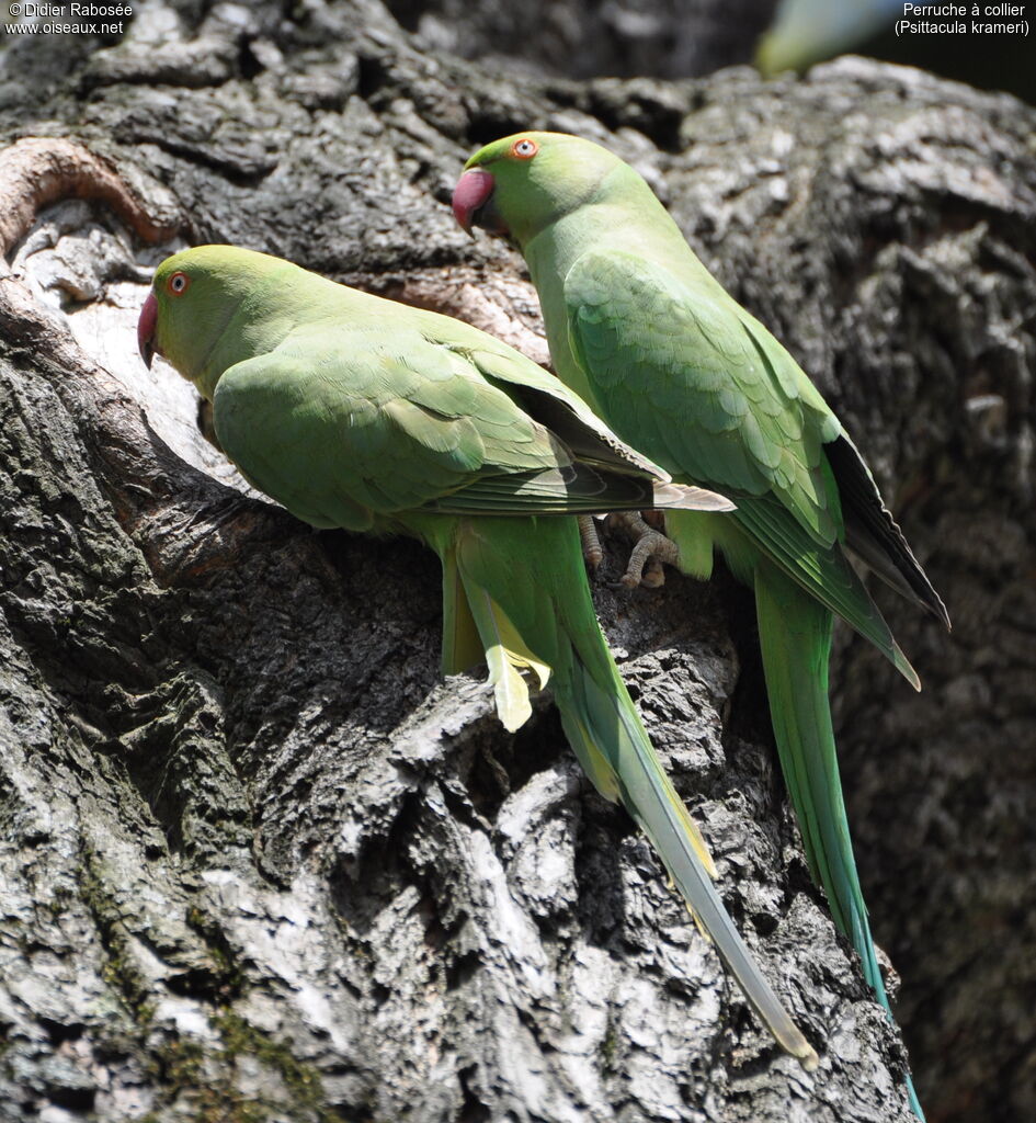 Rose-ringed Parakeet