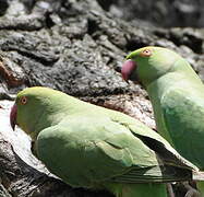 Rose-ringed Parakeet