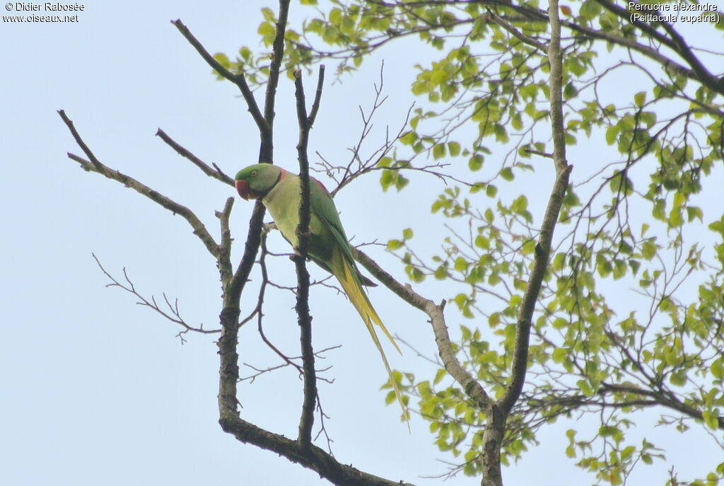 Alexandrine Parakeet