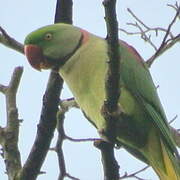 Alexandrine Parakeet