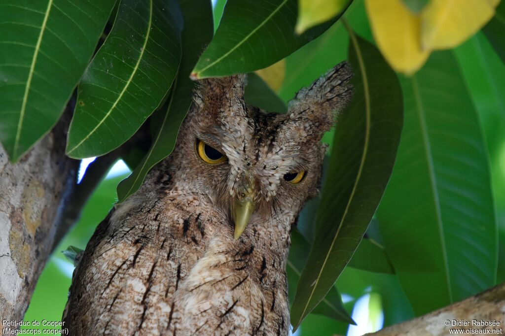 Pacific Screech Owl