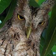 Pacific Screech Owl