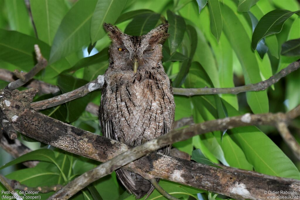 Pacific Screech Owl