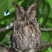 Pacific Screech Owl